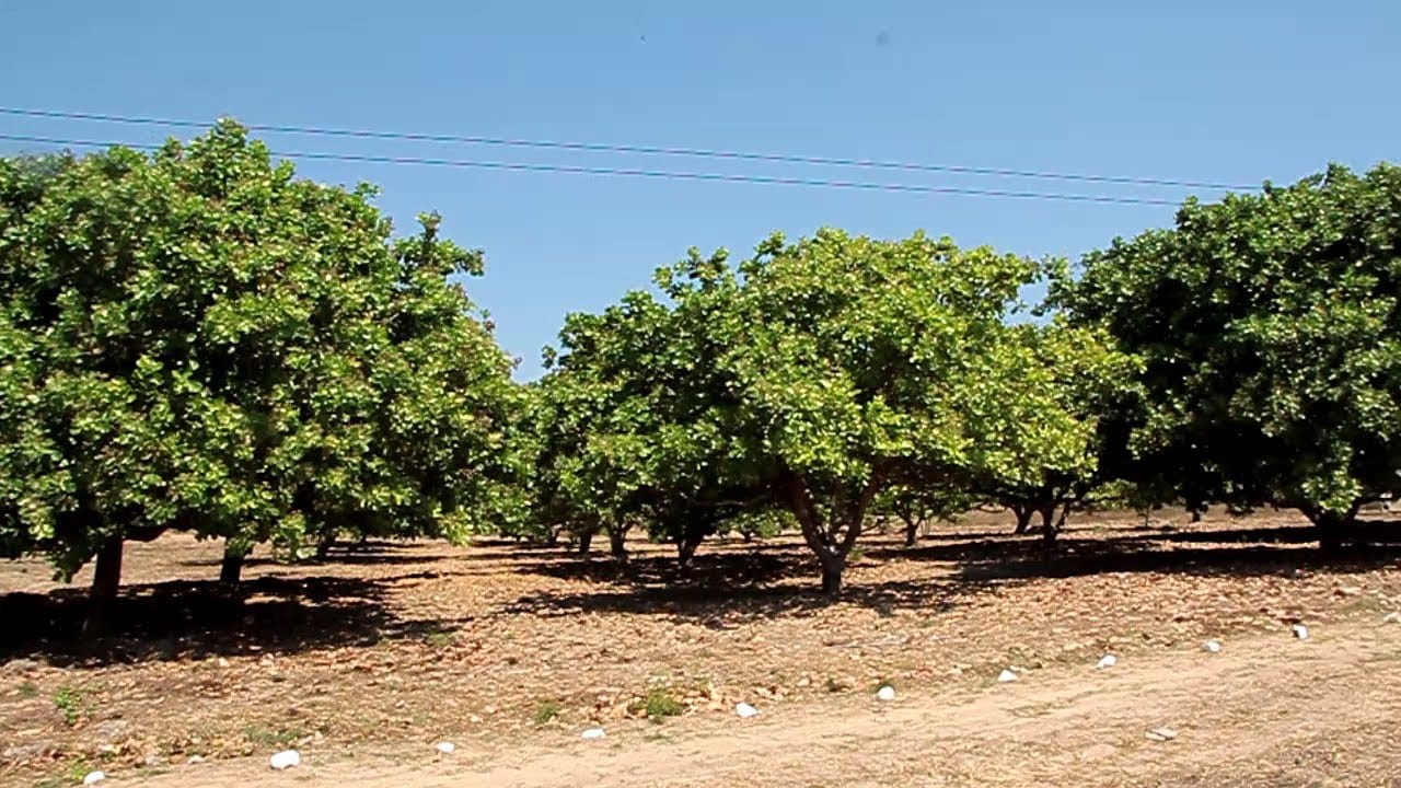 Shamba la Mikorosho – Narwadi, Mtama